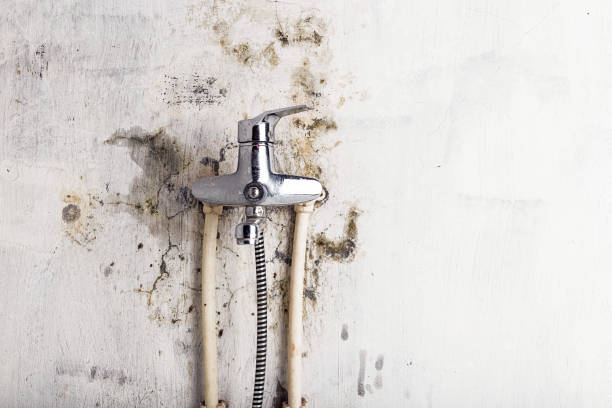 Best Mold Removal Company Near Me  in Lakeland, GA