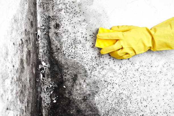 Crawl Space Mold Removal in Lakeland, GA