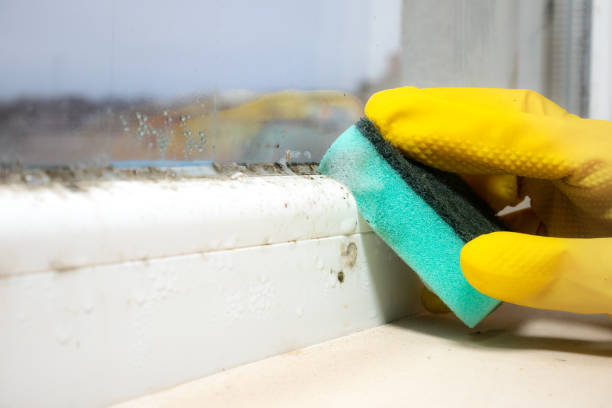 Best Office Mold Removal Services  in Lakeland, GA