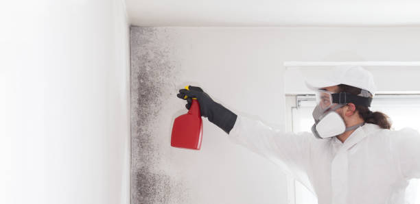 Professional Mold Removal in Lakeland, GA