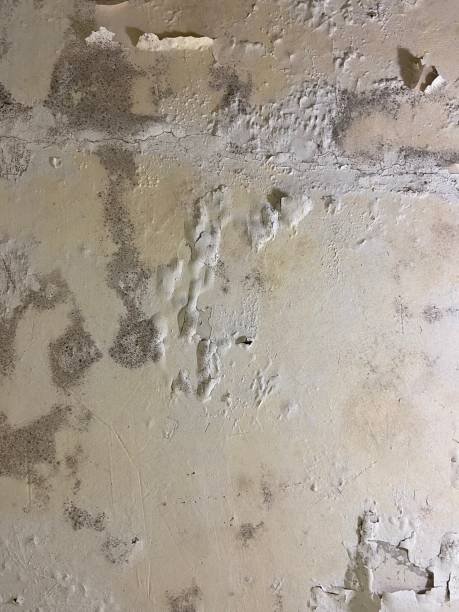 Crawl Space Mold Removal in Lakeland, GA