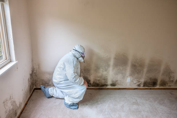 Best Attic Mold Removal  in Lakeland, GA