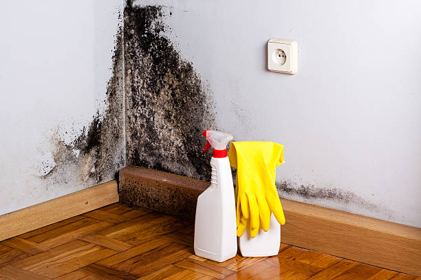 Best Emergency Mold Removal  in Lakeland, GA